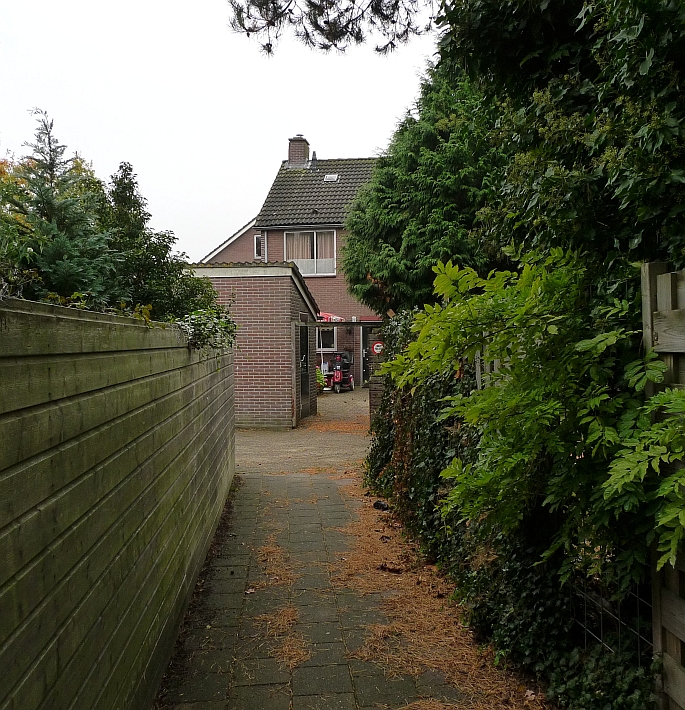 tussen buizerd en valk