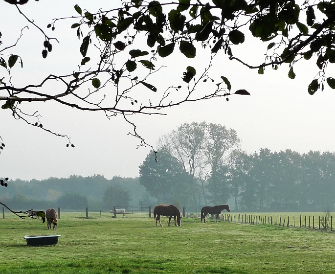 achter achter capitten, voor bosje van six