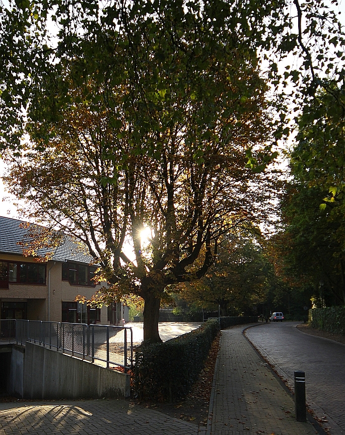 kastanje op het obb-terrein aan de verbindingsweg