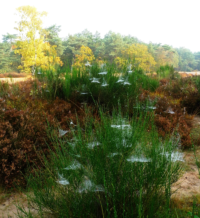 spinnenwebben in brem op het mauvezand