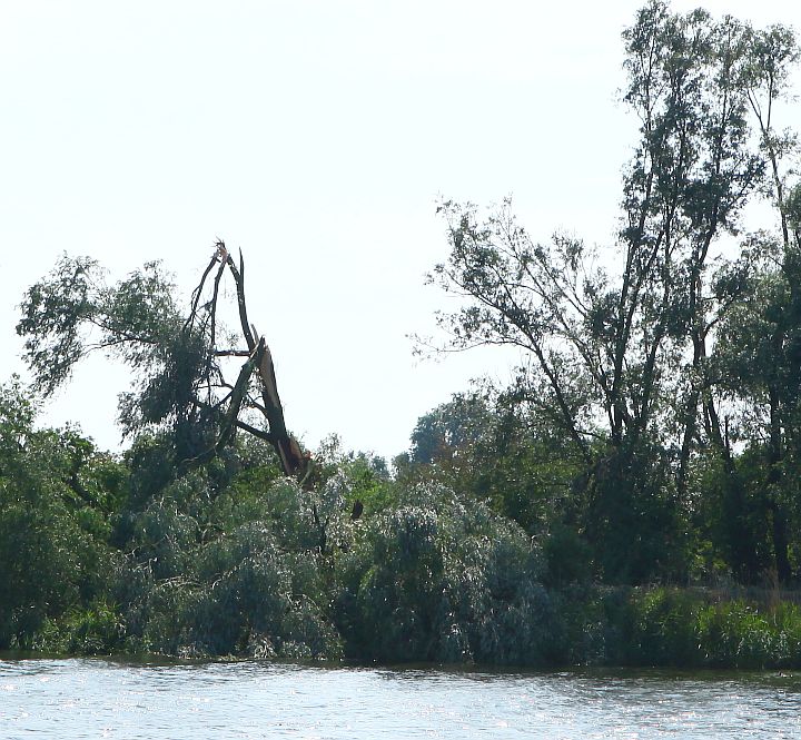 tijdens noodweer van zaterdag jl. vernielde bomen op eiland dode hond