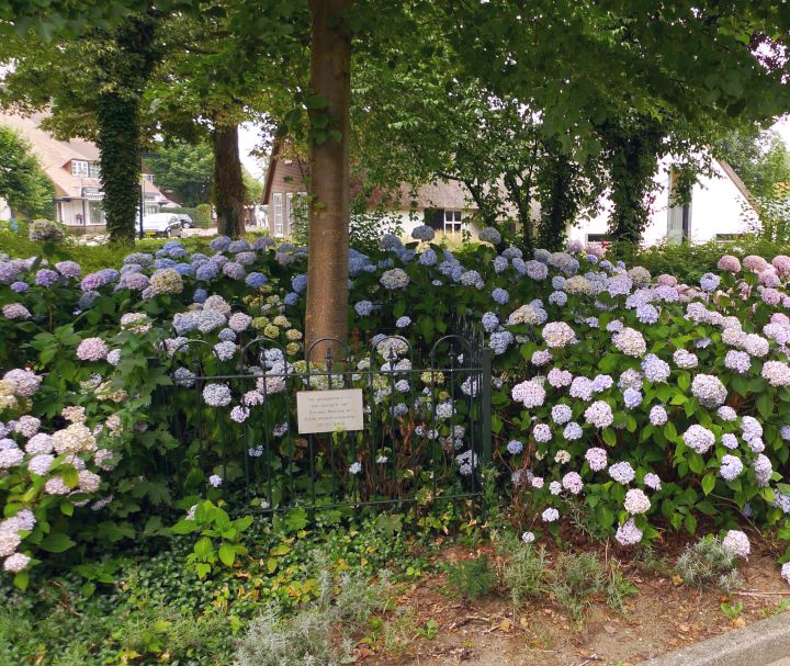 torenlaan/verbindingsweg; hortensia's