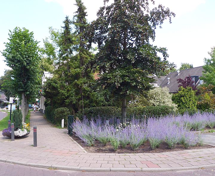 rond de amaliaboom, torenlaan/schoolstraat staat perovskia - komt uit afghanistan en kan goed tegen droogte en warmte