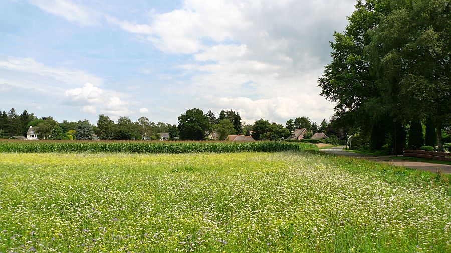 eng noolseweg met bijenmengsel en mais en daarachter gerst