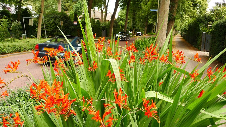 torenlaan; montbretia