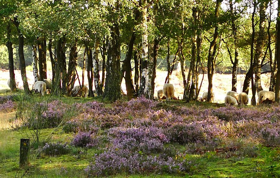 tafelberghei