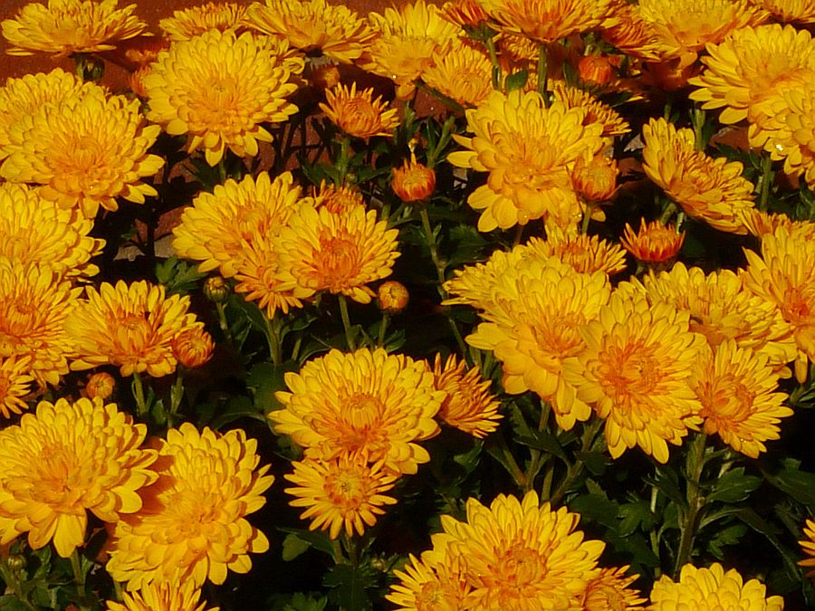 potchrysant