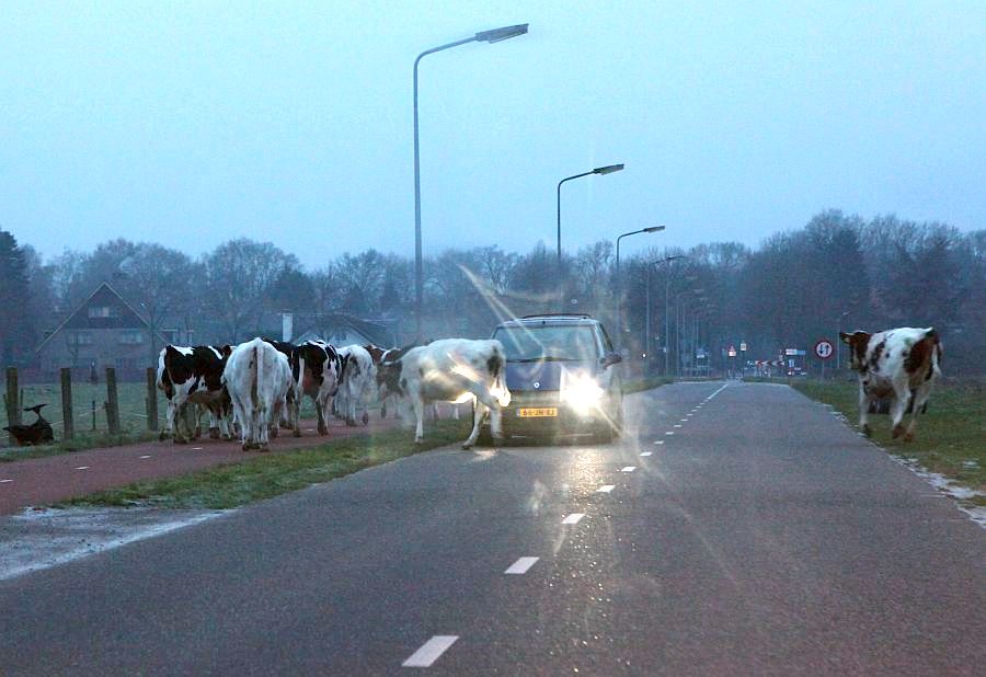 ging goed