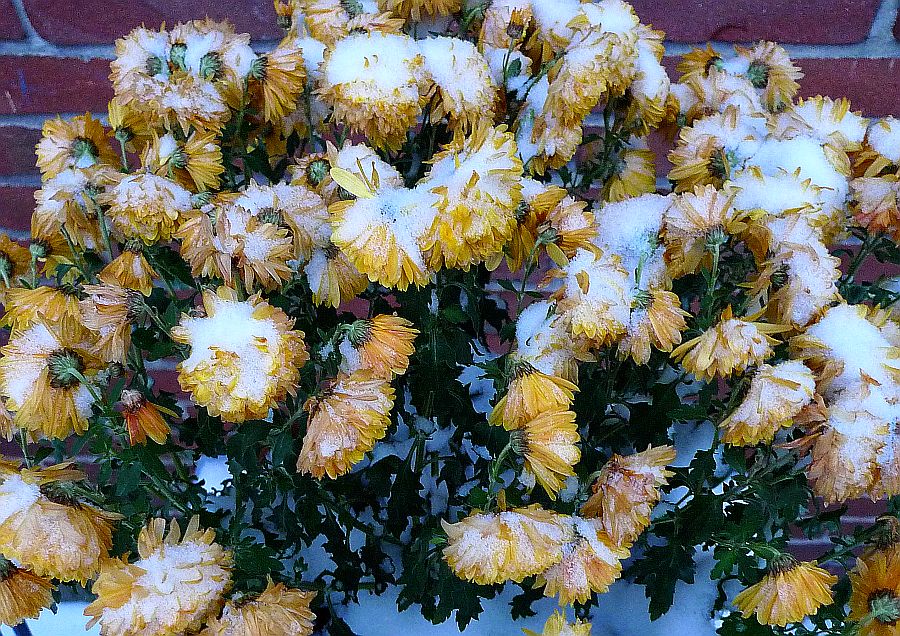 chrysanten
