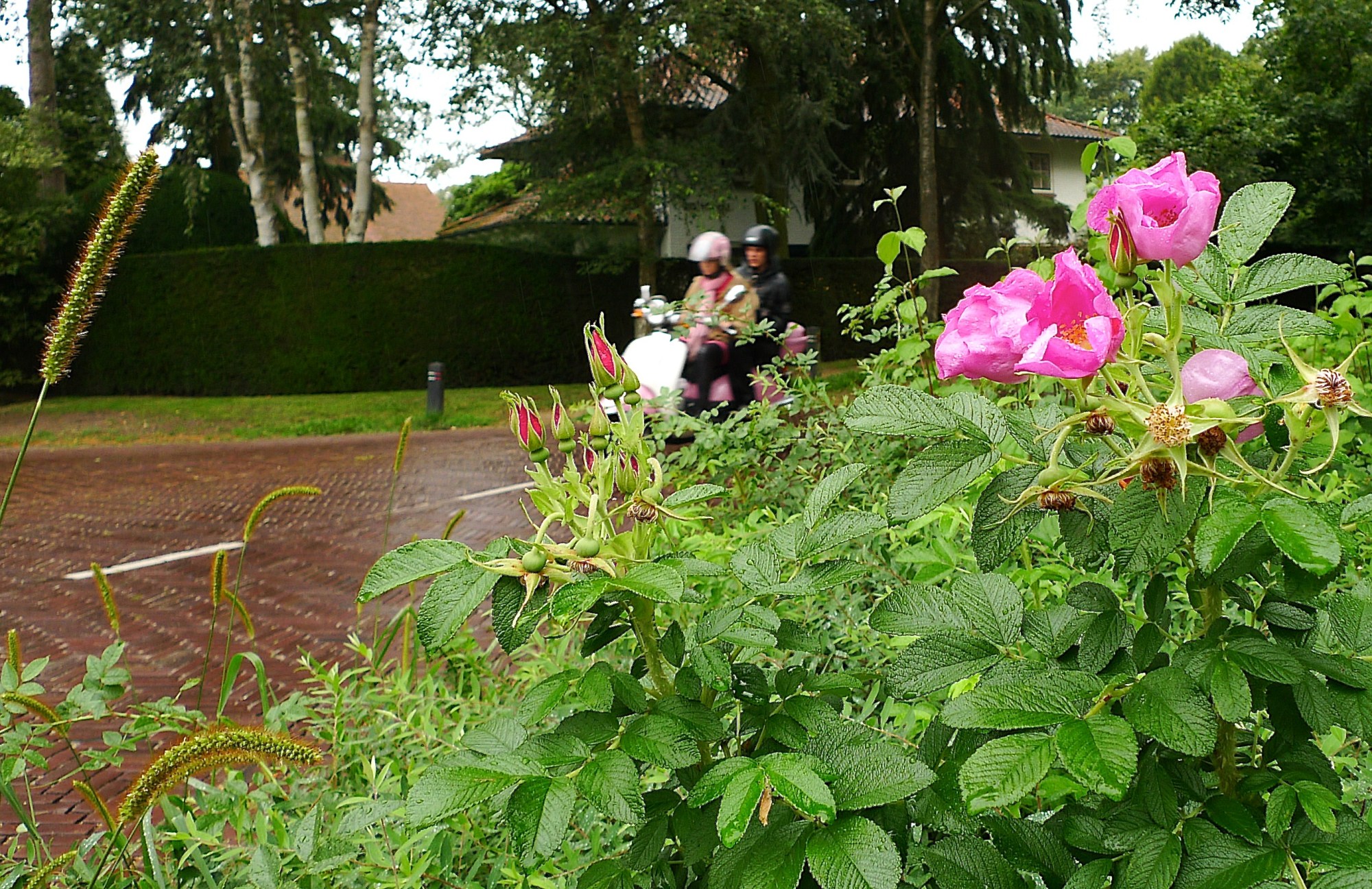 middenweg/verbindingsweg