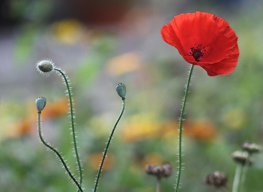 raadhuisstraat; klaproos