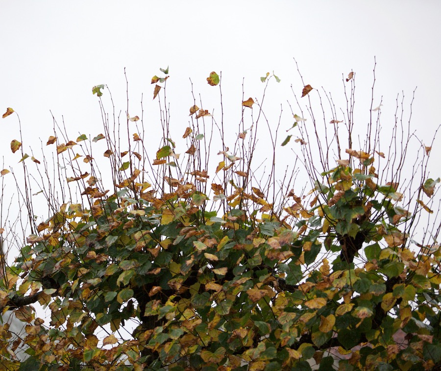 leilindebladloos - 1