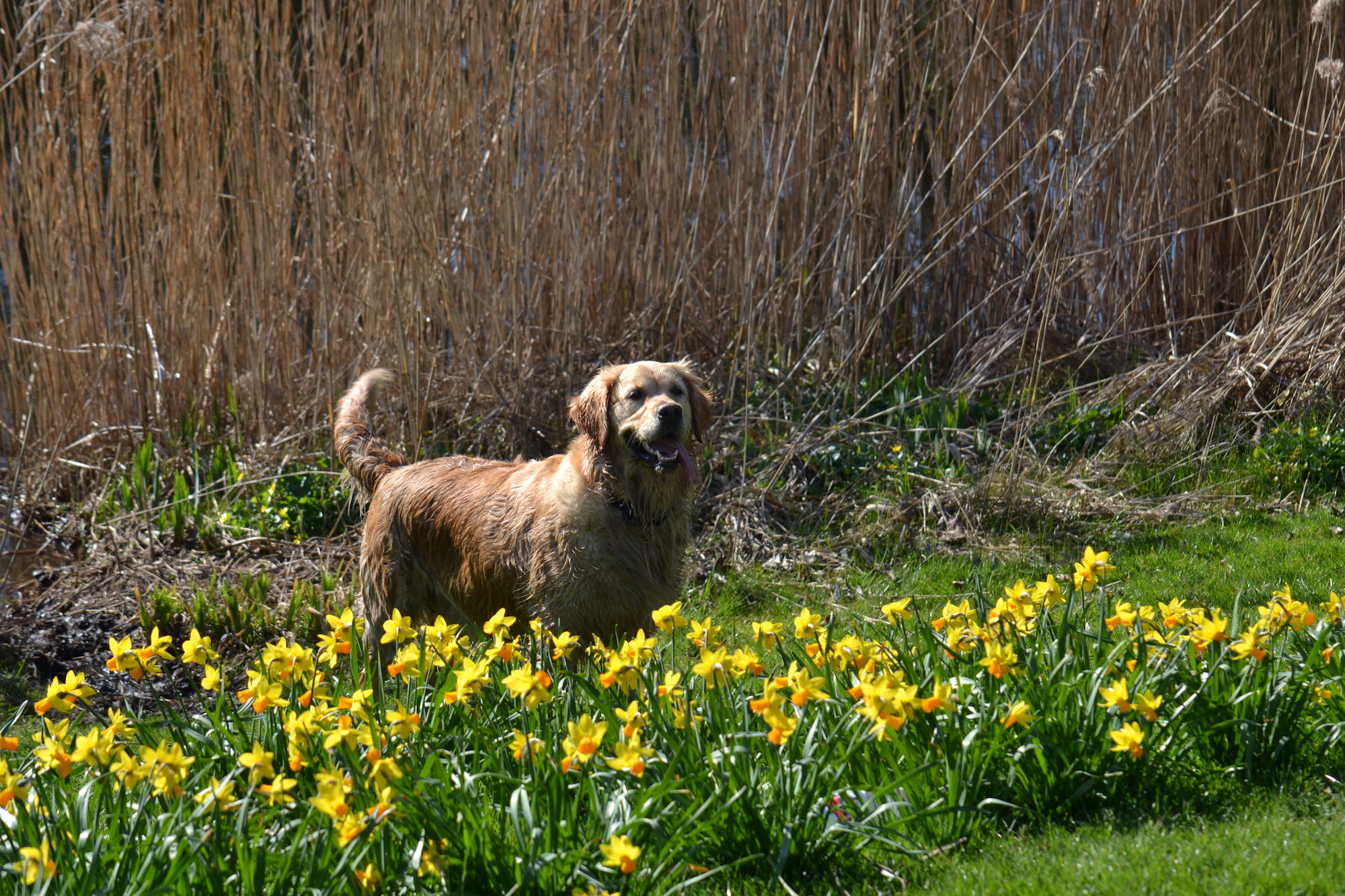hond ramona