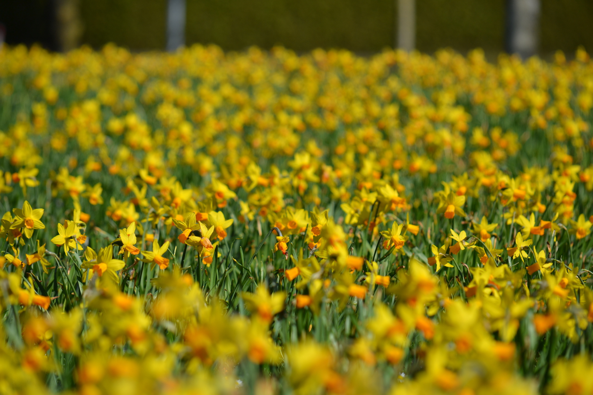 narcis ramona