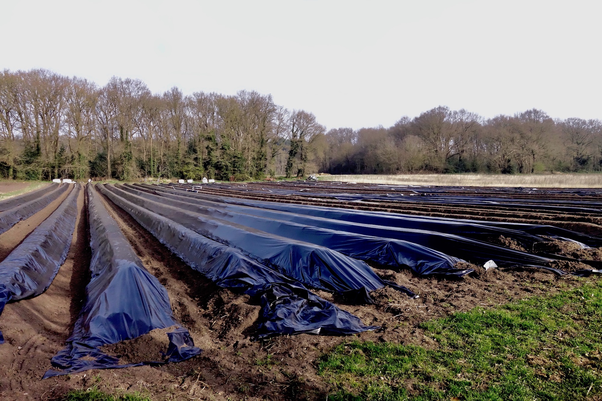 asp-bedden-bergweg - 1