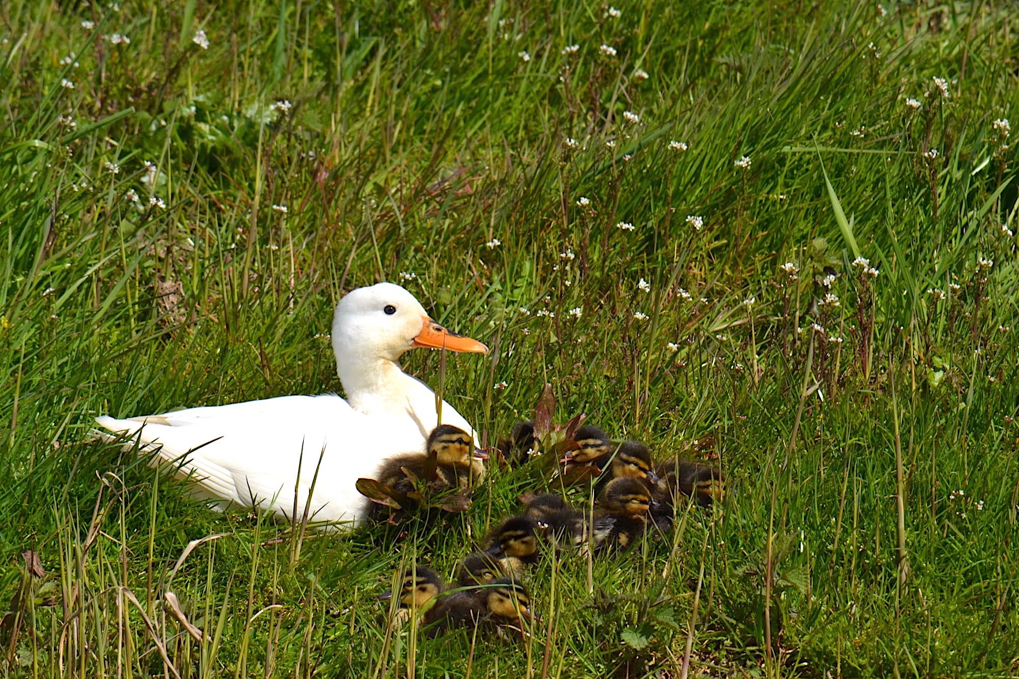 eendjongen-ramonastroomzijde