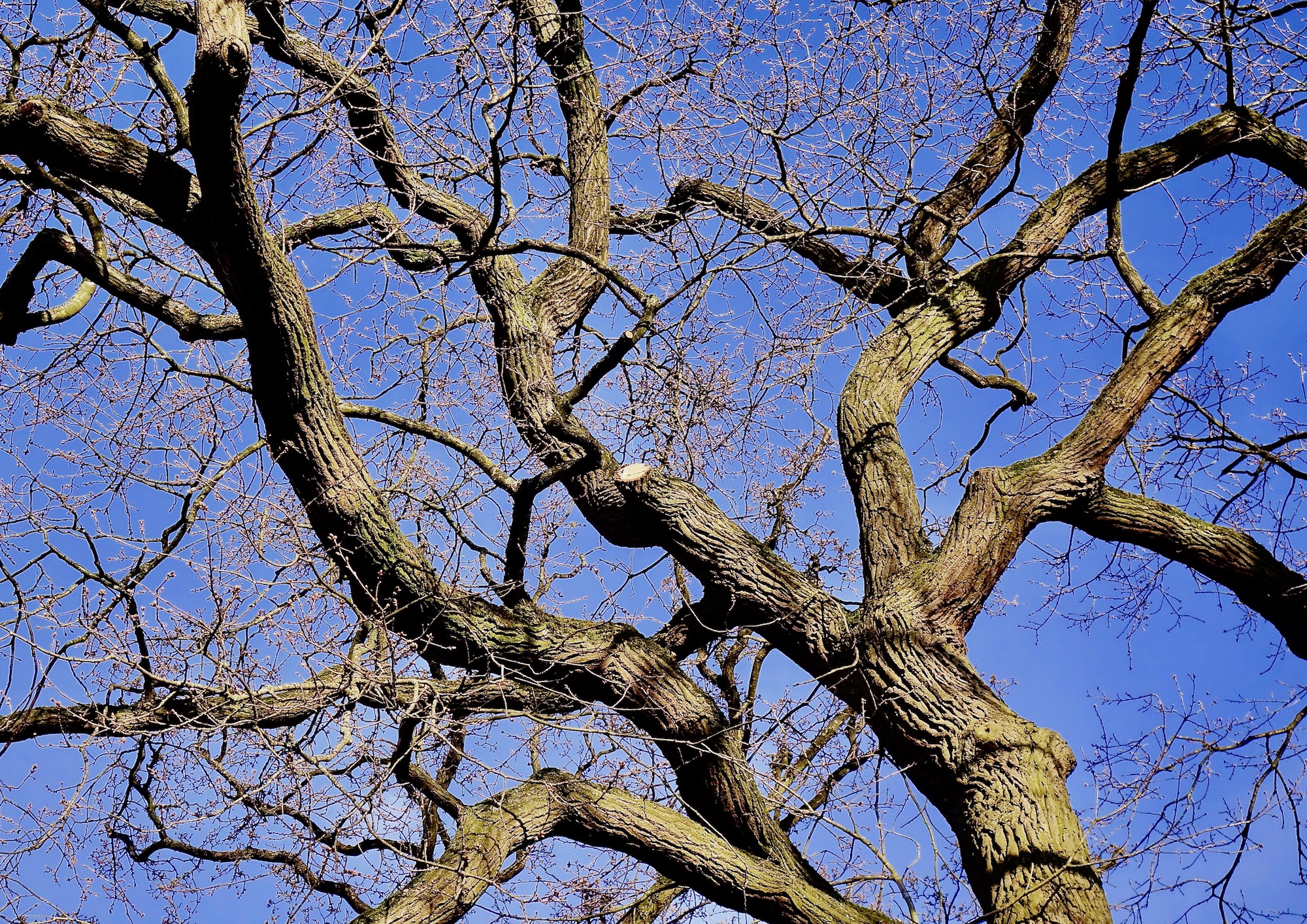 eiklucht - 1