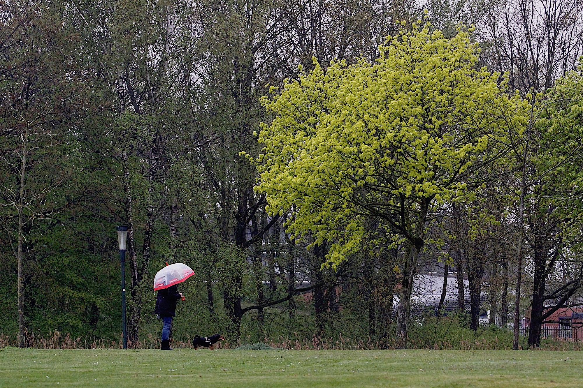 walkdog-bijvanck - 1