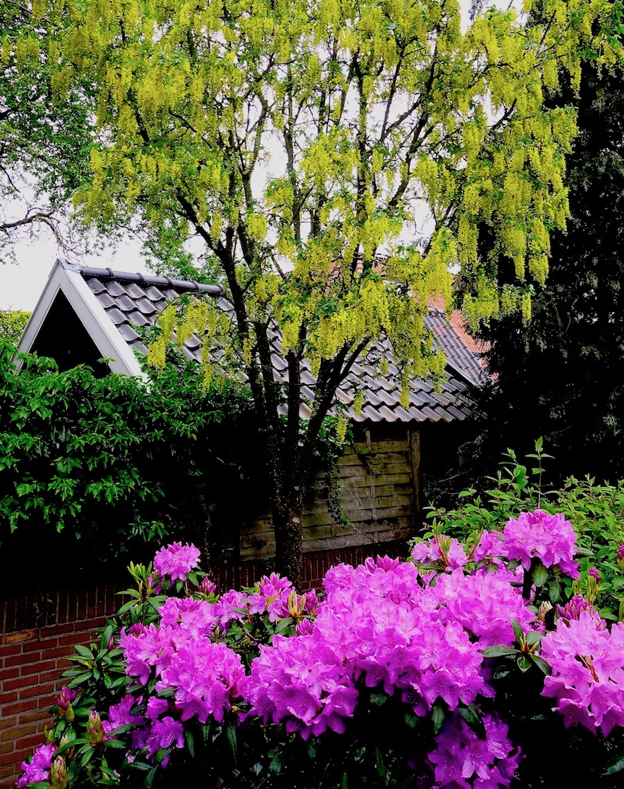 achtertuin-pinksteren - 1