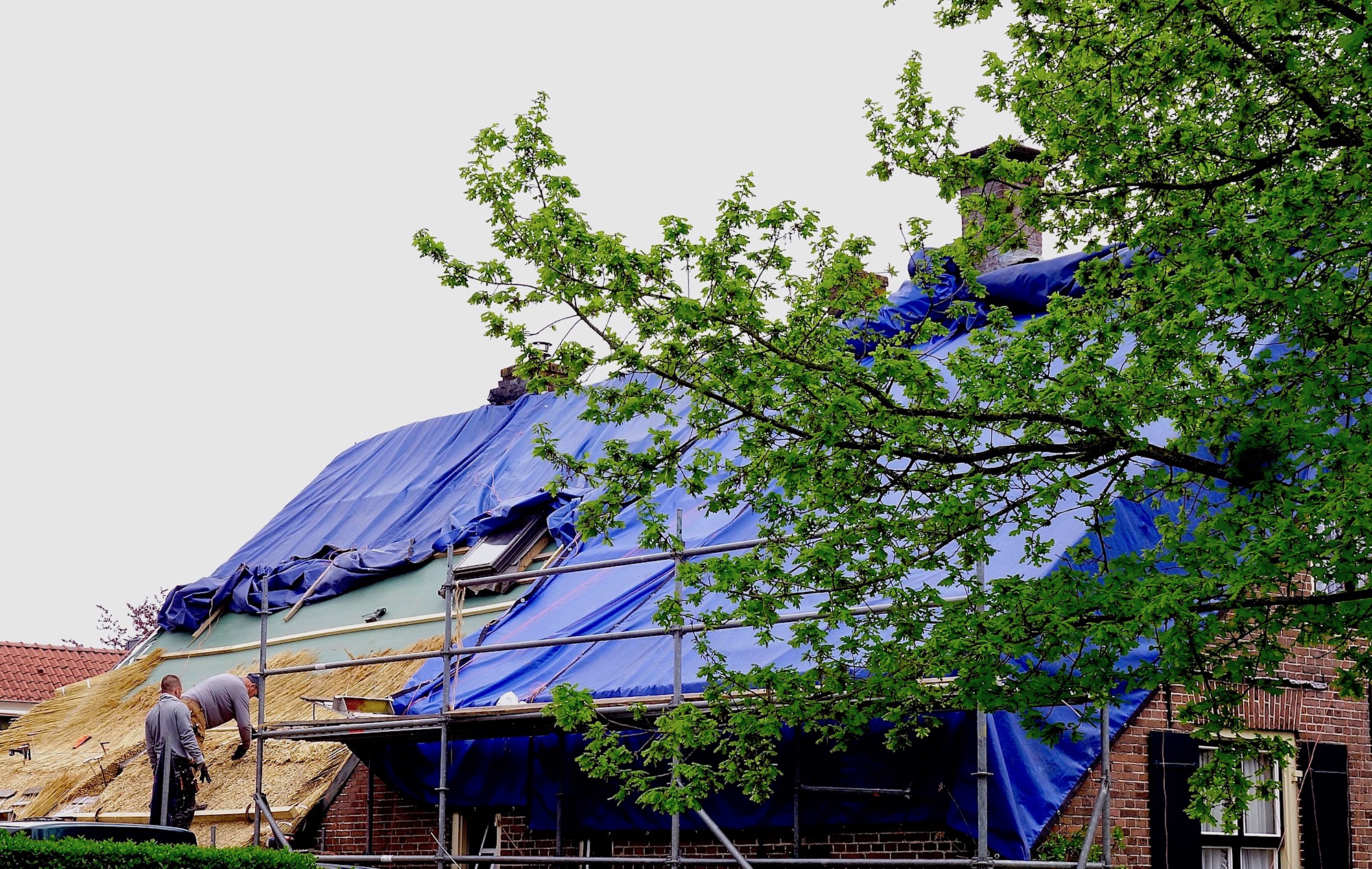 blauwzeil-rietdek - 1