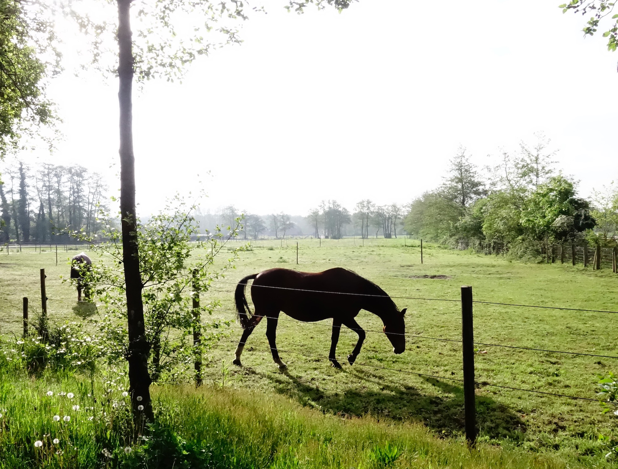 paard-ochtendzon - 1