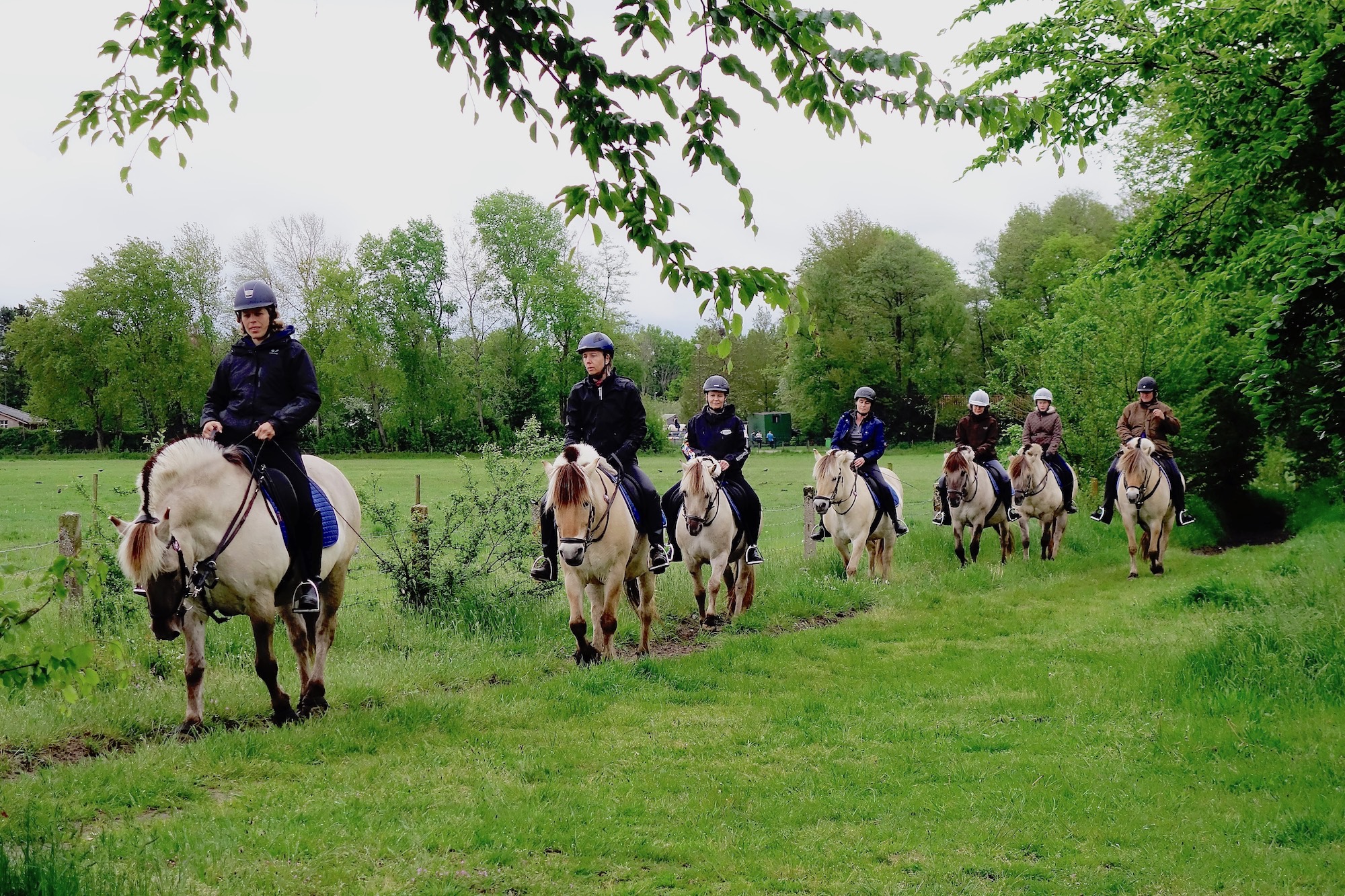 ponys2 - 1