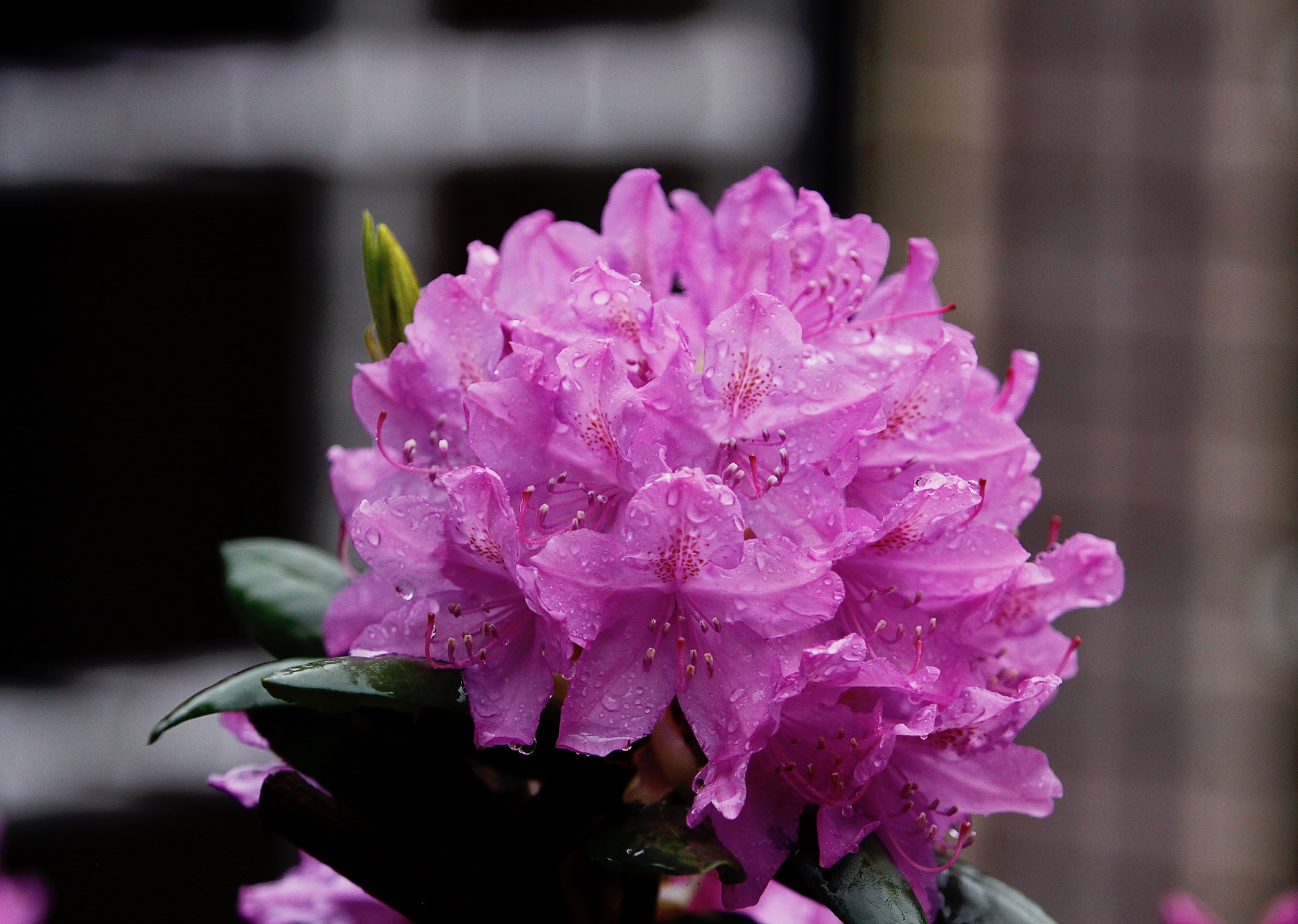 regenrhodo - 1