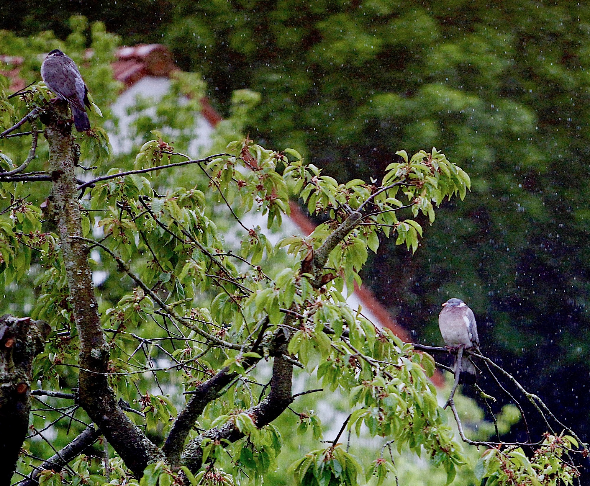 vogels-drups - 1