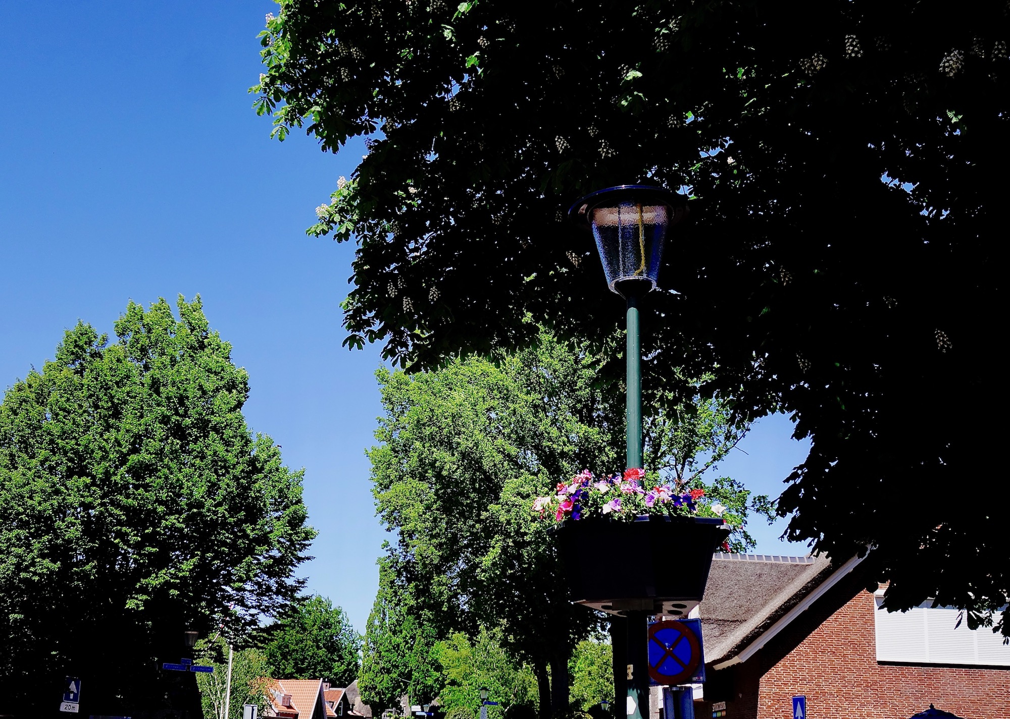 blauw-kastanje-dehoop - 1