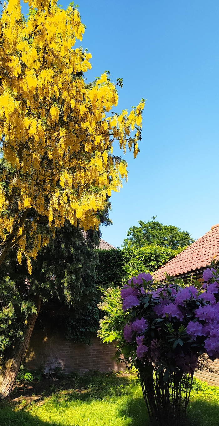 oogtuin kopie