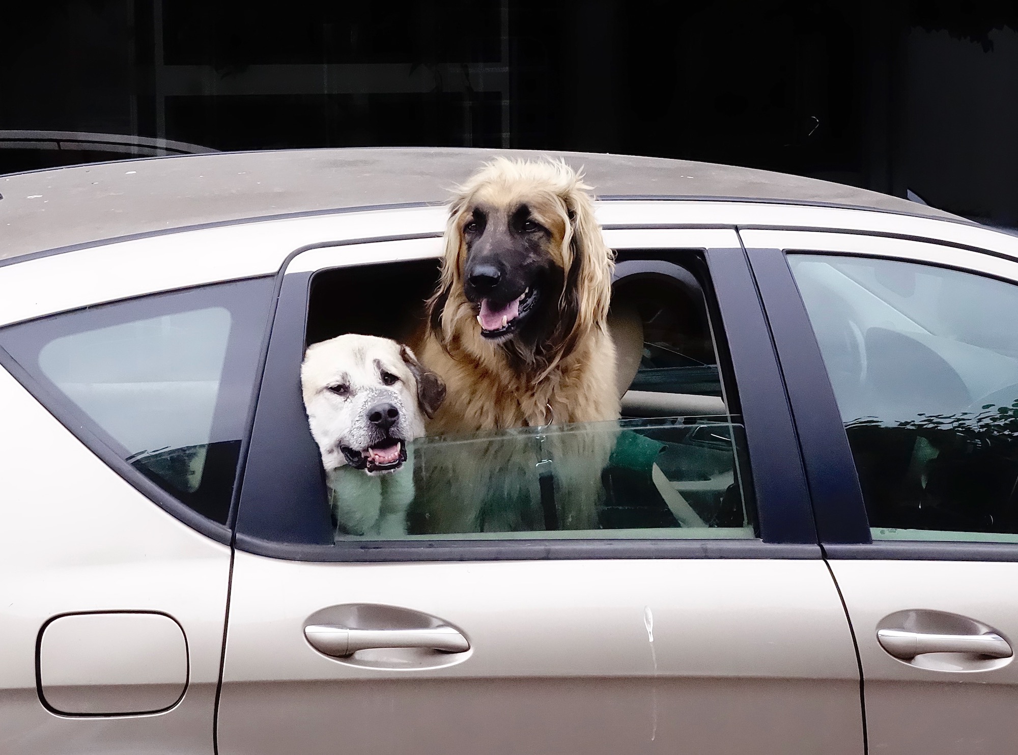 hoi-tweehondautoraam2 - 1