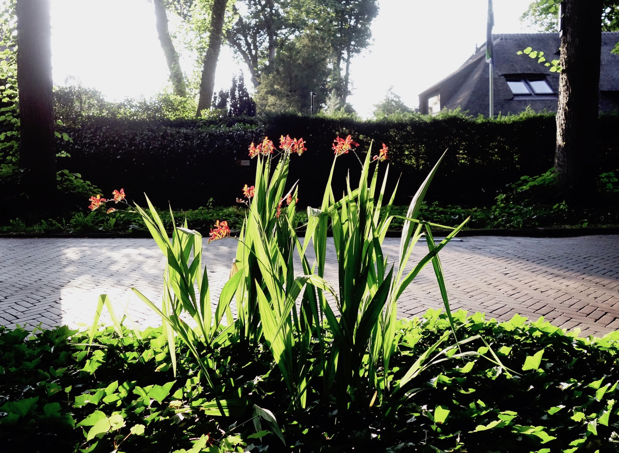 rodebloemen-torenln-2 - 1