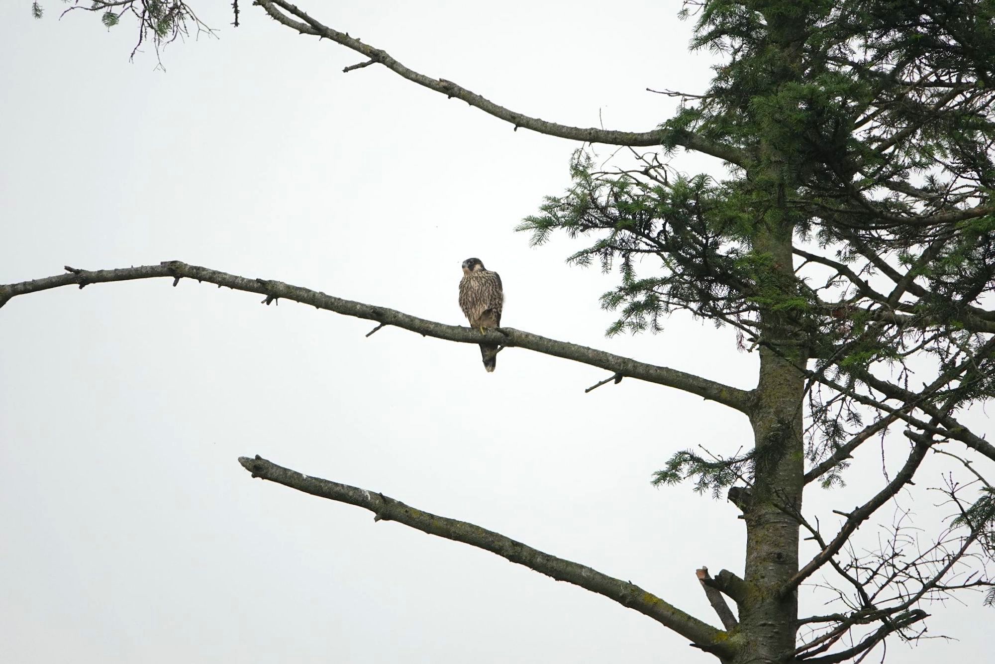 Slechtvalk takkeling Gooijergracht