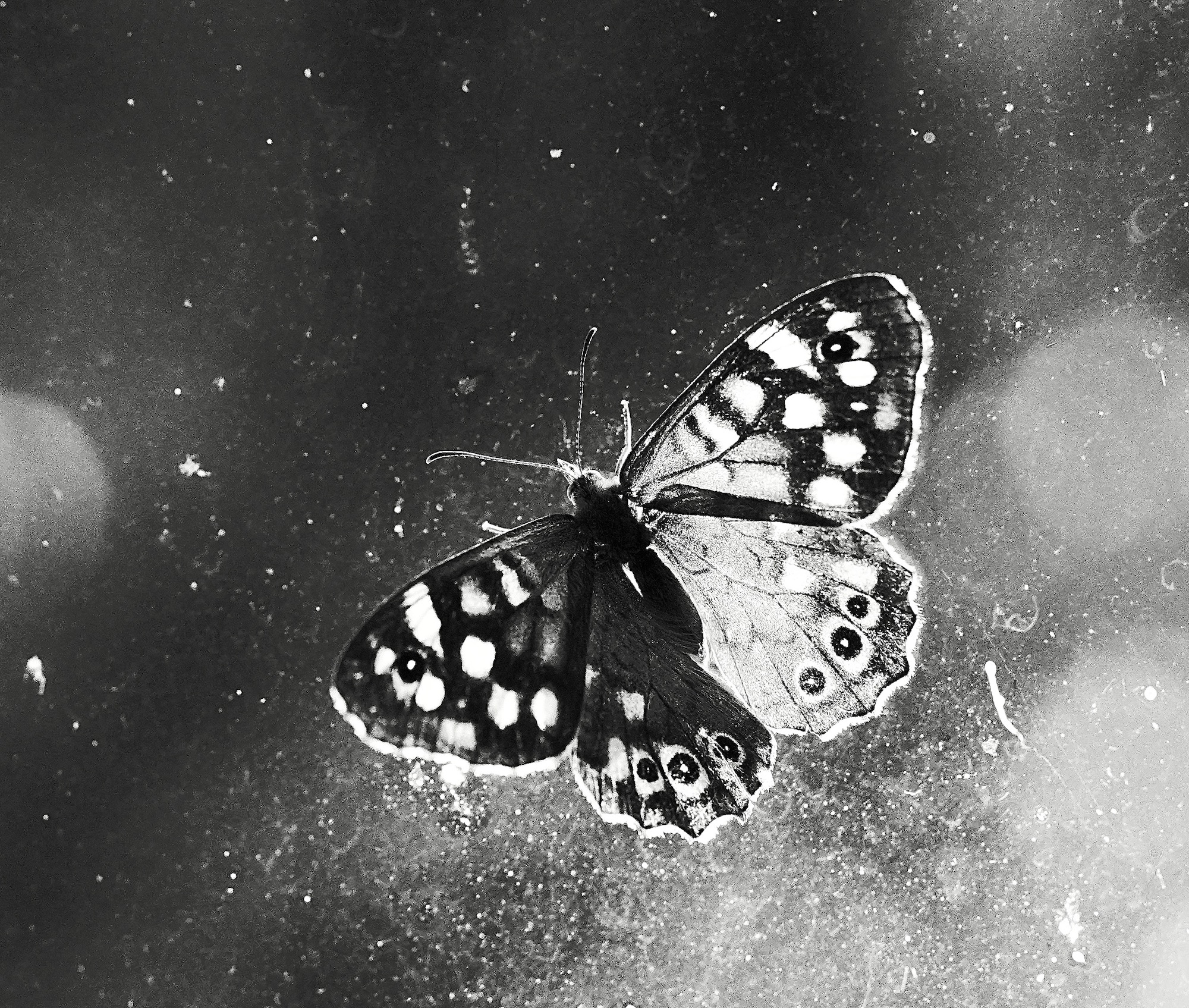 vlinder-bw-4 - 1