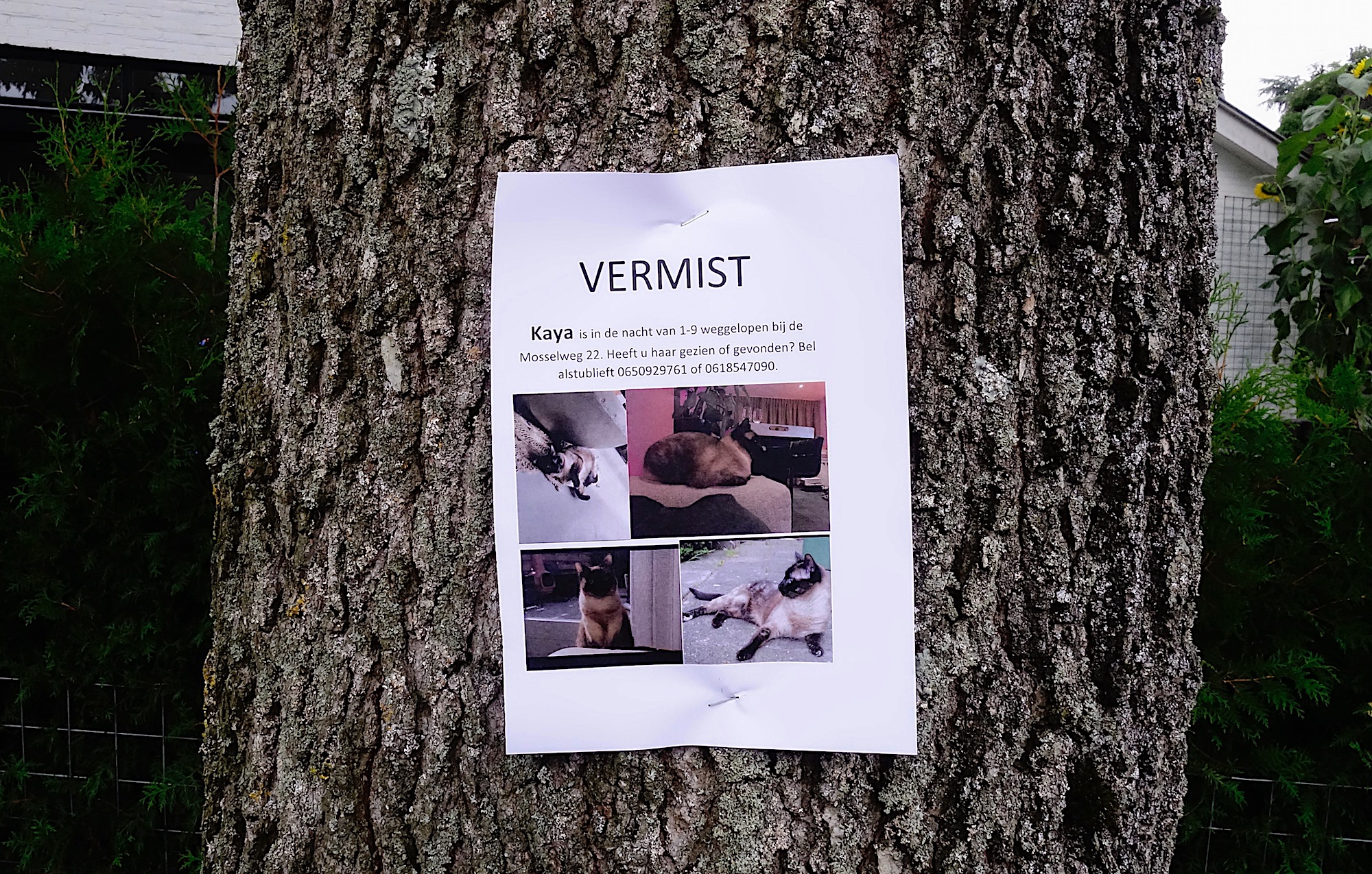 boomberichtpoes - 1