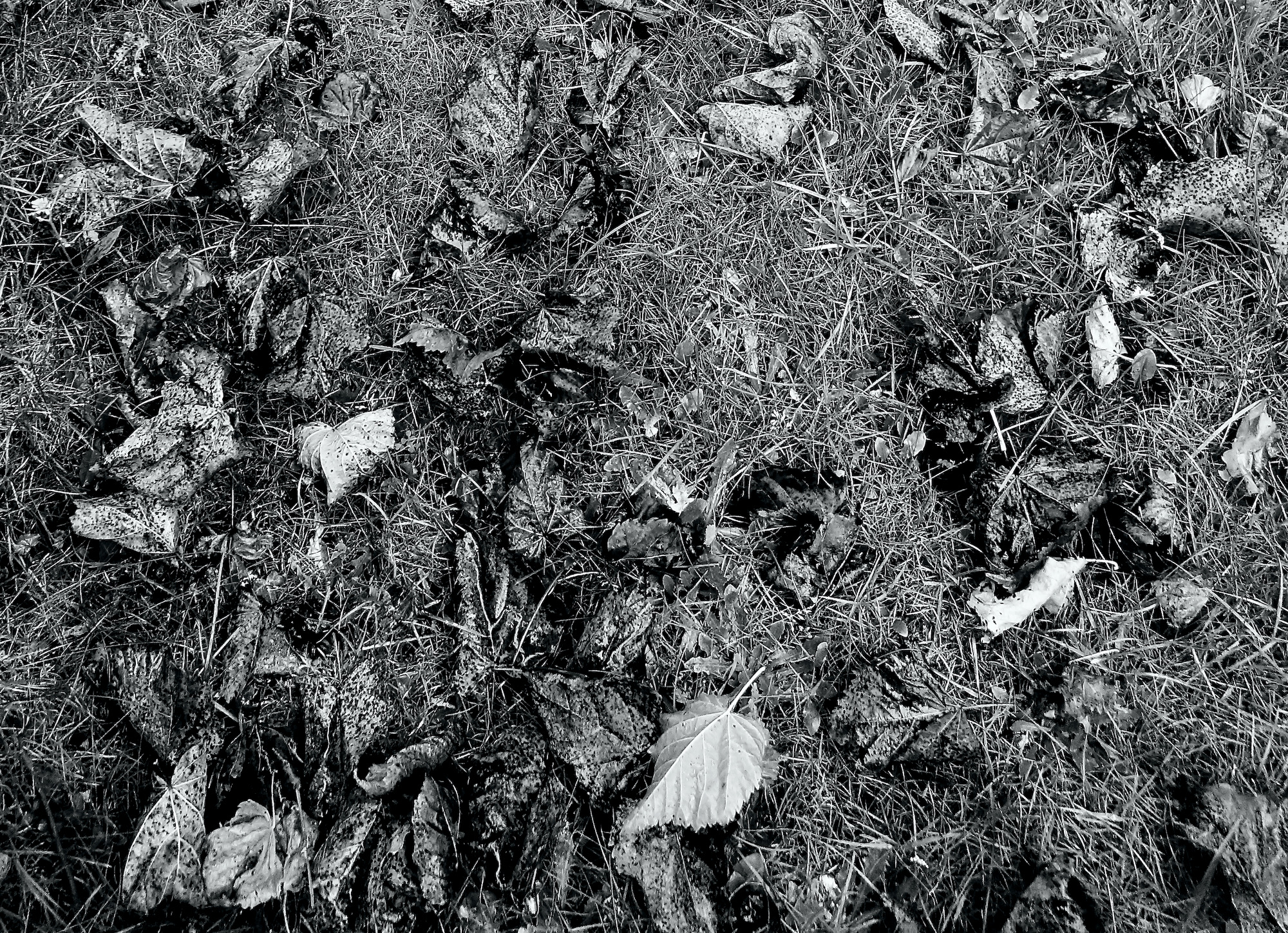 herfstvoortuinbw - 1