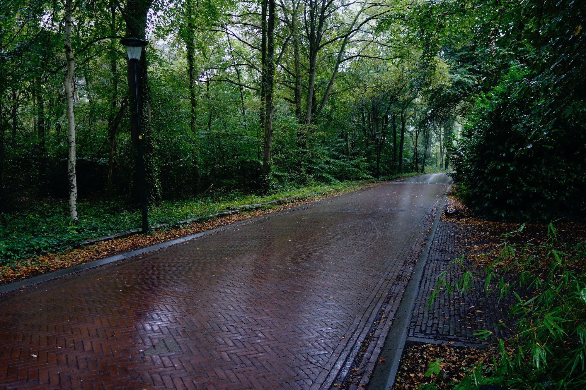 schapendrift-regen - 1