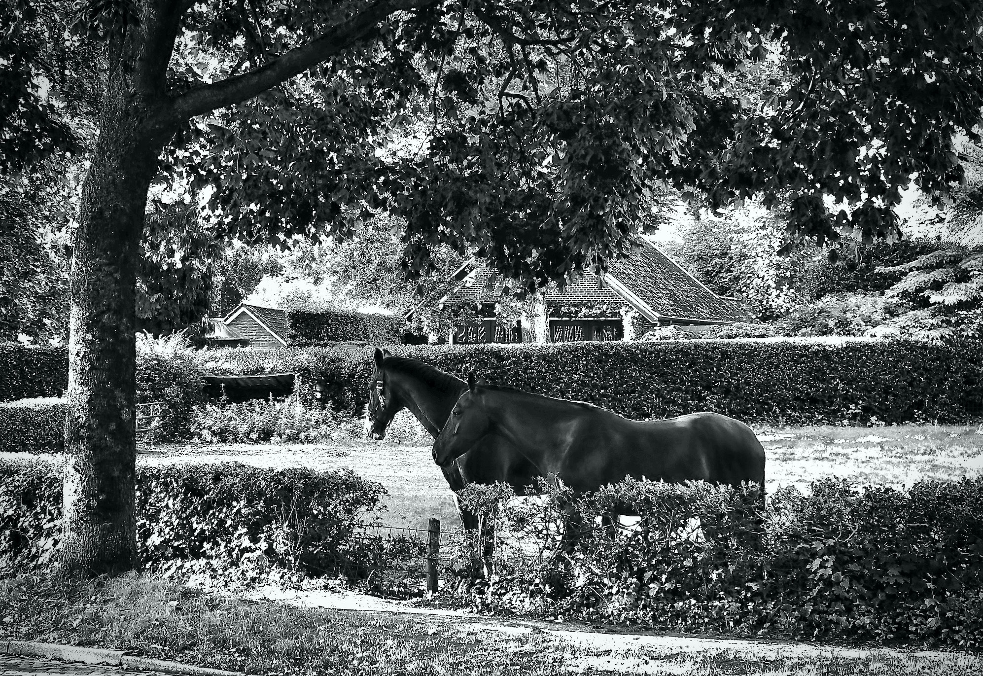 tweepaard-bw - 1