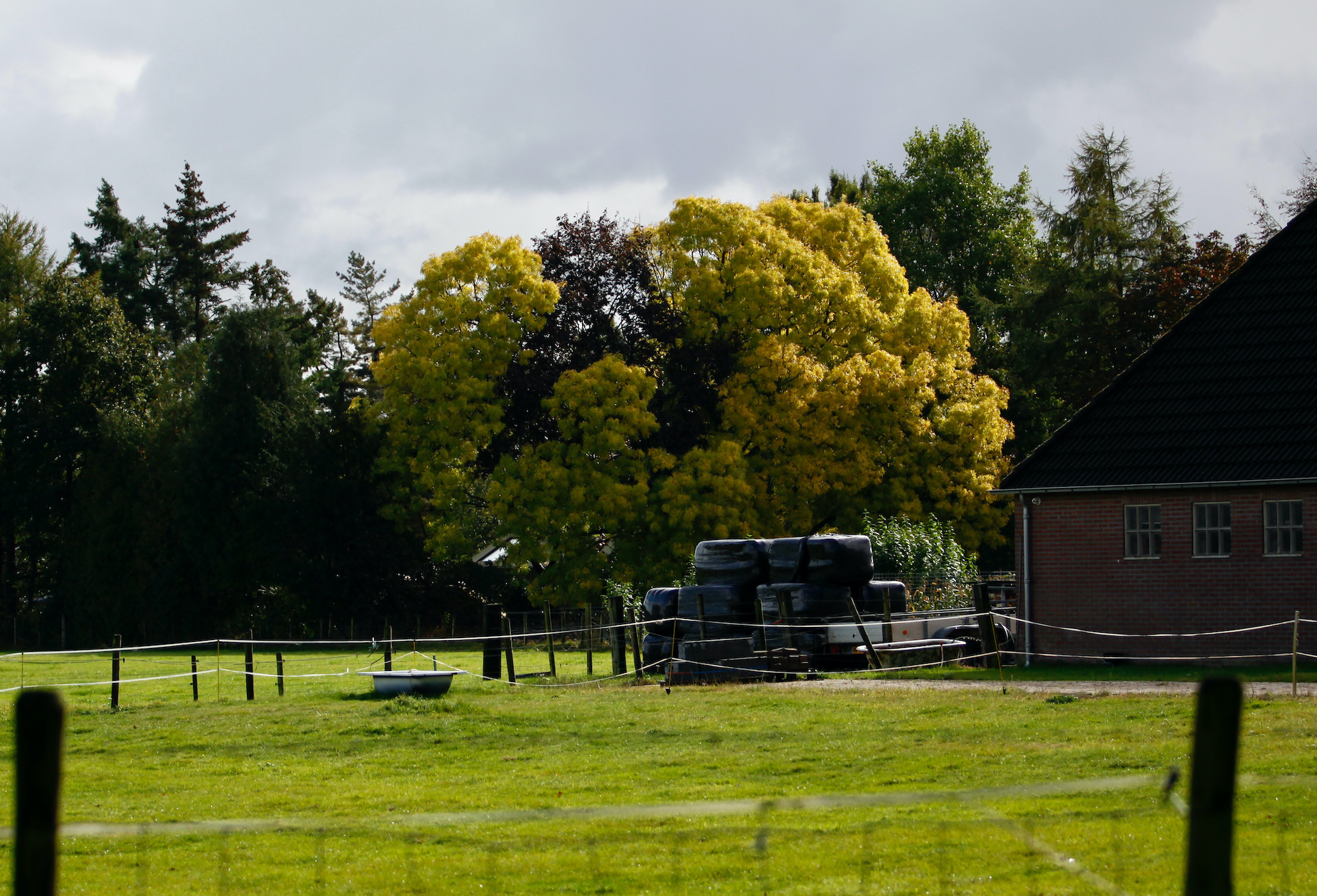 boom-herfstkleur - 1