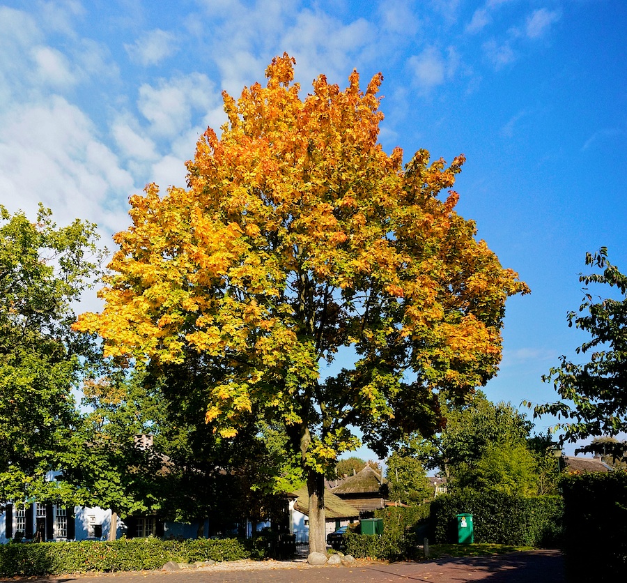 langewegherfstboomkl