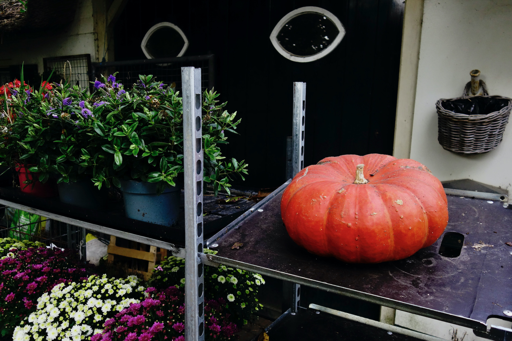 pompoen-meelmuis - 1