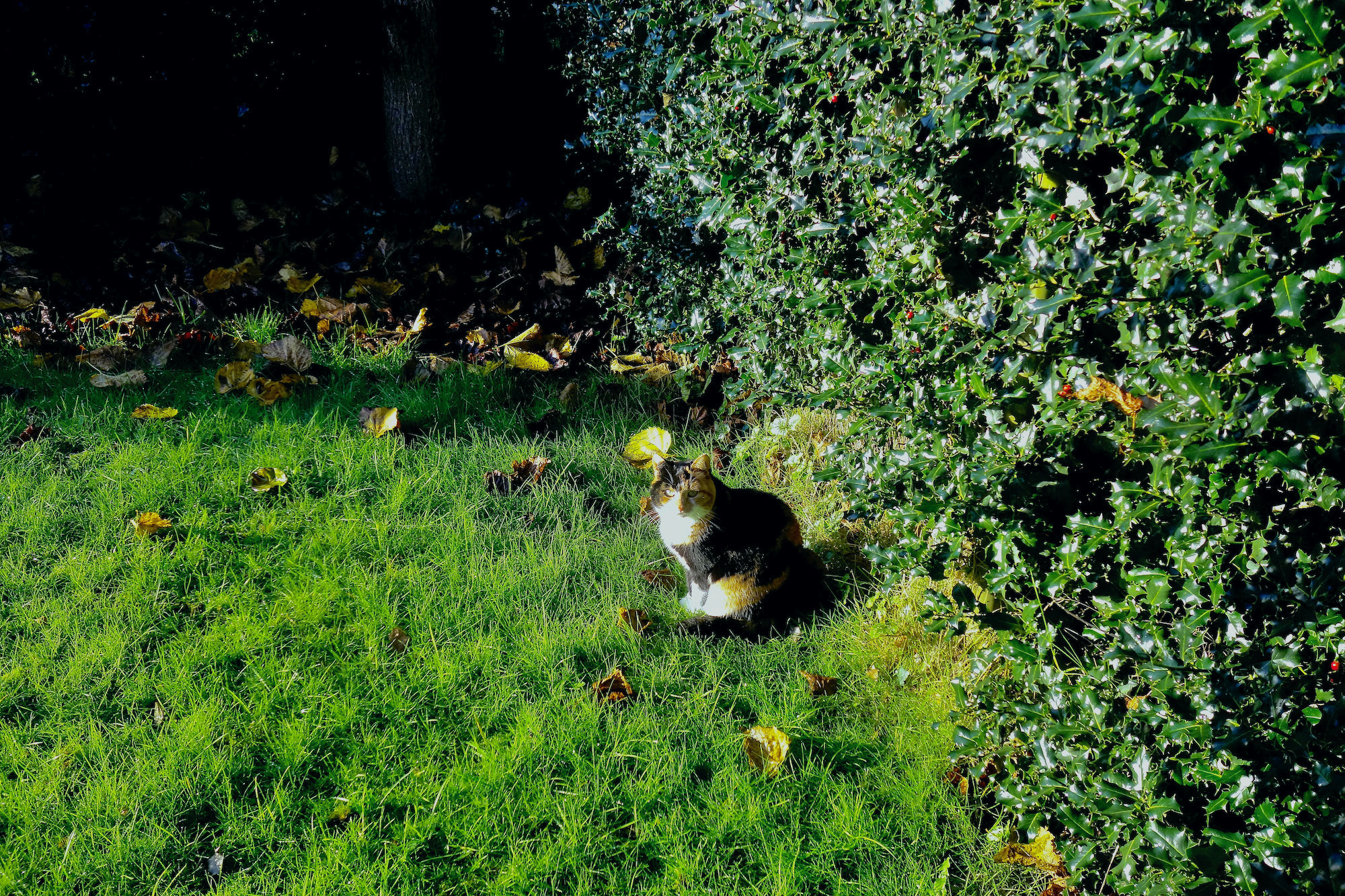 teuntuinherfstzon - 1