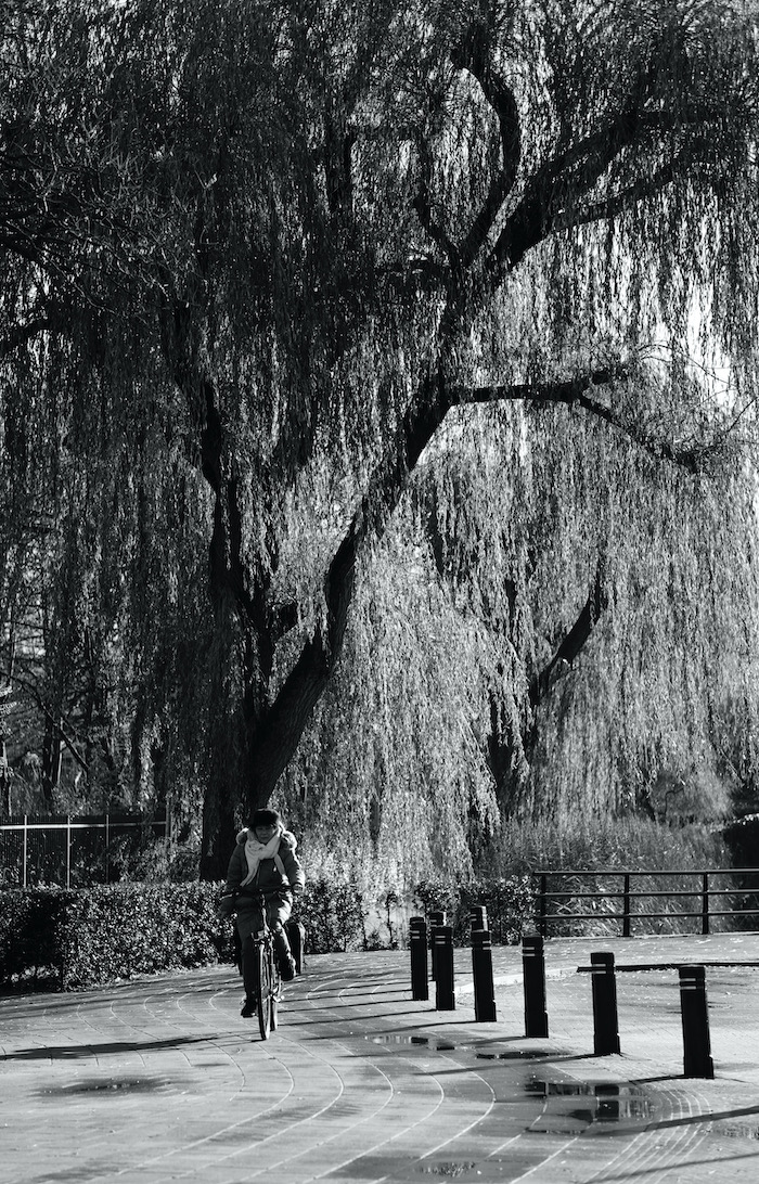 fietsster-bijv-boom-bw - 1