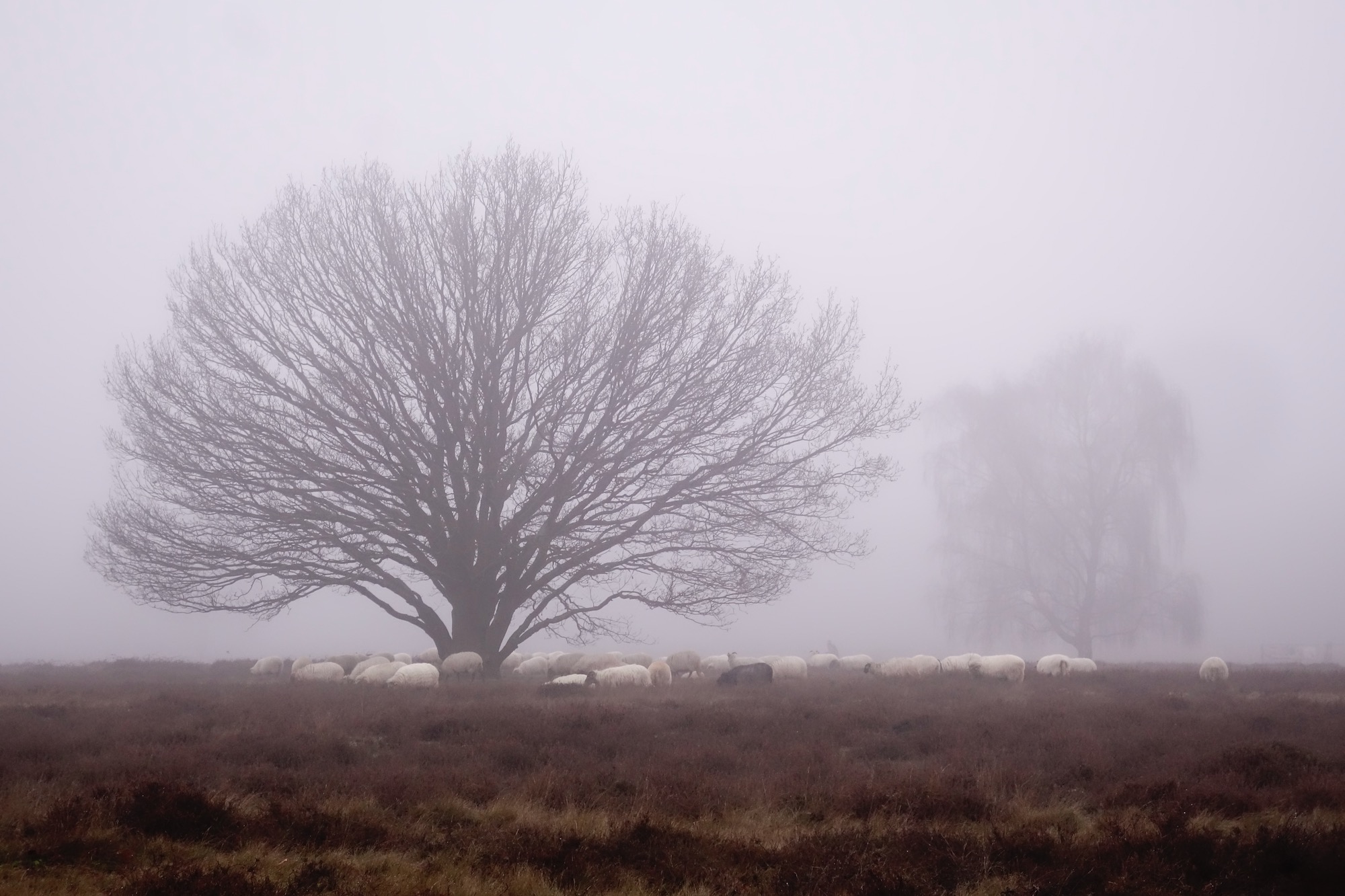 hei-schapen-boom-mist - 1