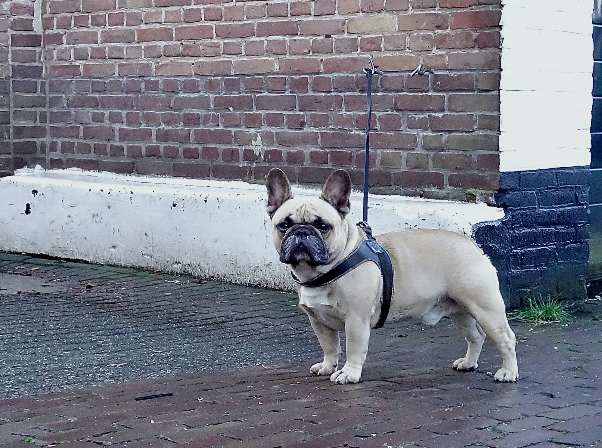 hoi-mops - 1