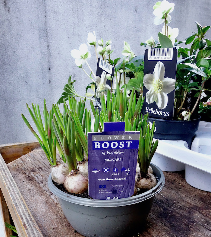 flowerboost - 1