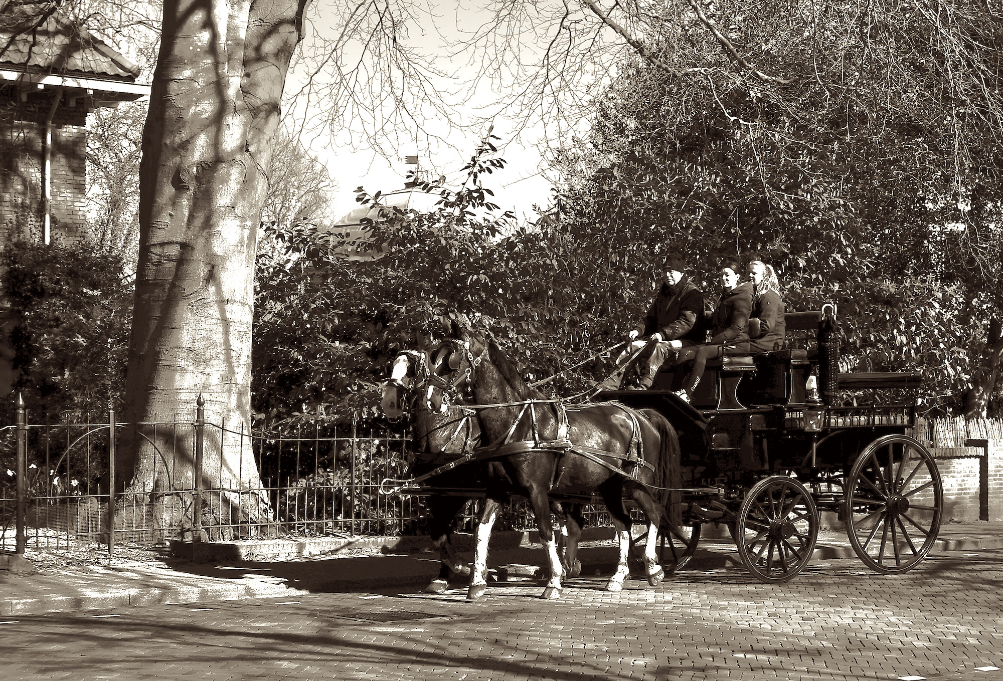 tweespan-torenlaan - 1