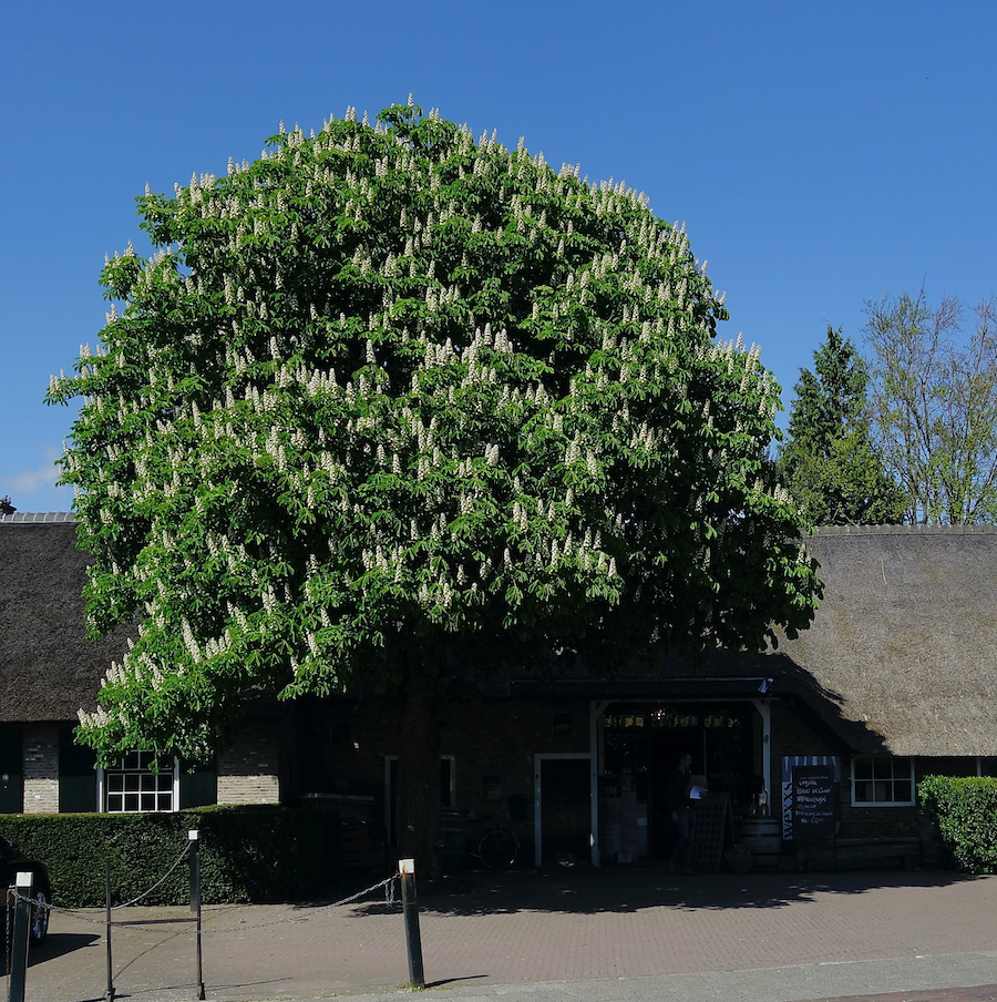 kastanje wexxs - 1