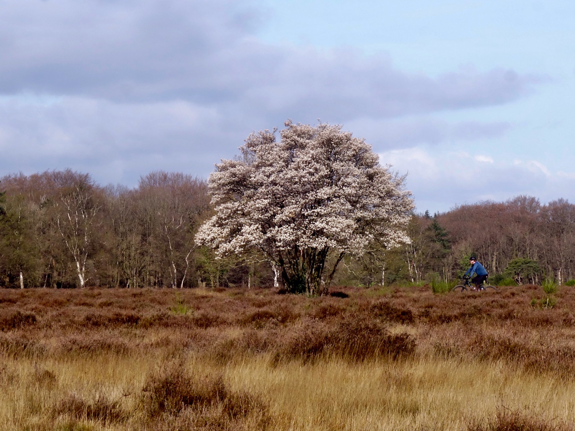 krentenboom hei fietser - 1