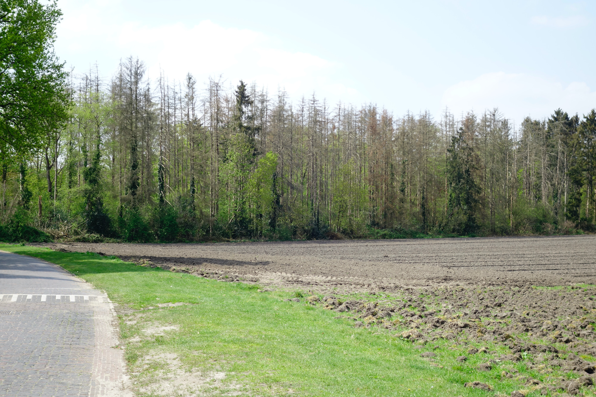 noolse-engslecht2 - 1